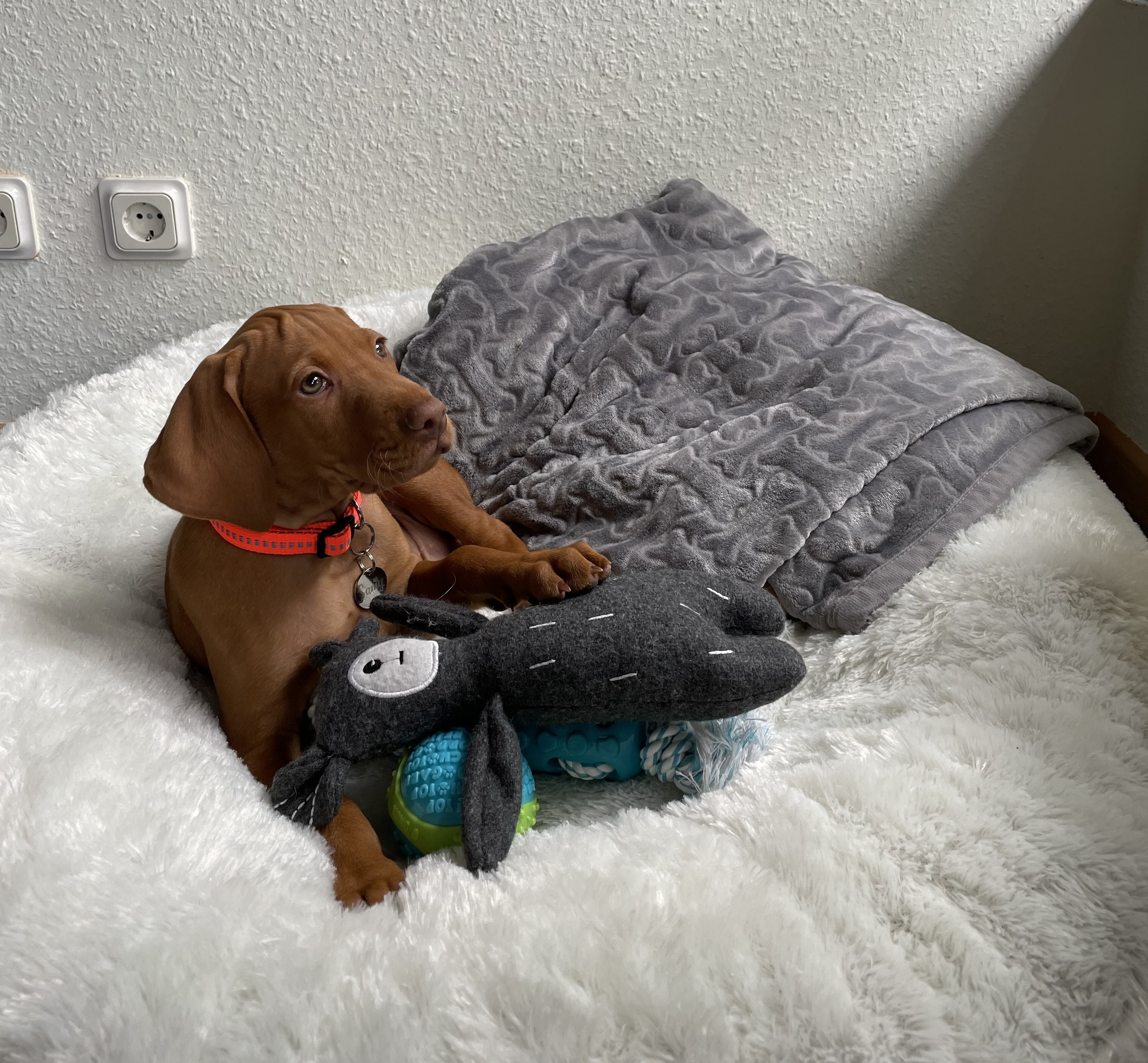 Hund Samy zieht ein