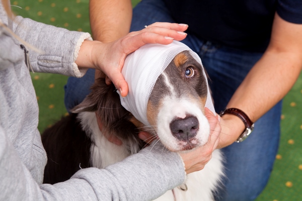 Erste Hilfe am Hund