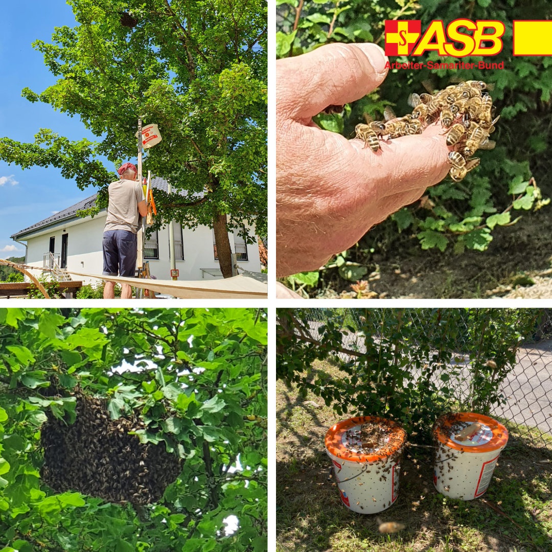 Ein neues Zuhause für Bienen